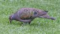 Phaps chalcoptera (Common Bronzewing).jpg